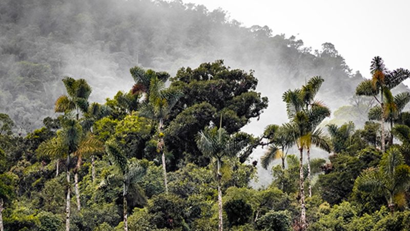 Amazonie : comment survivre dans la jungle ?