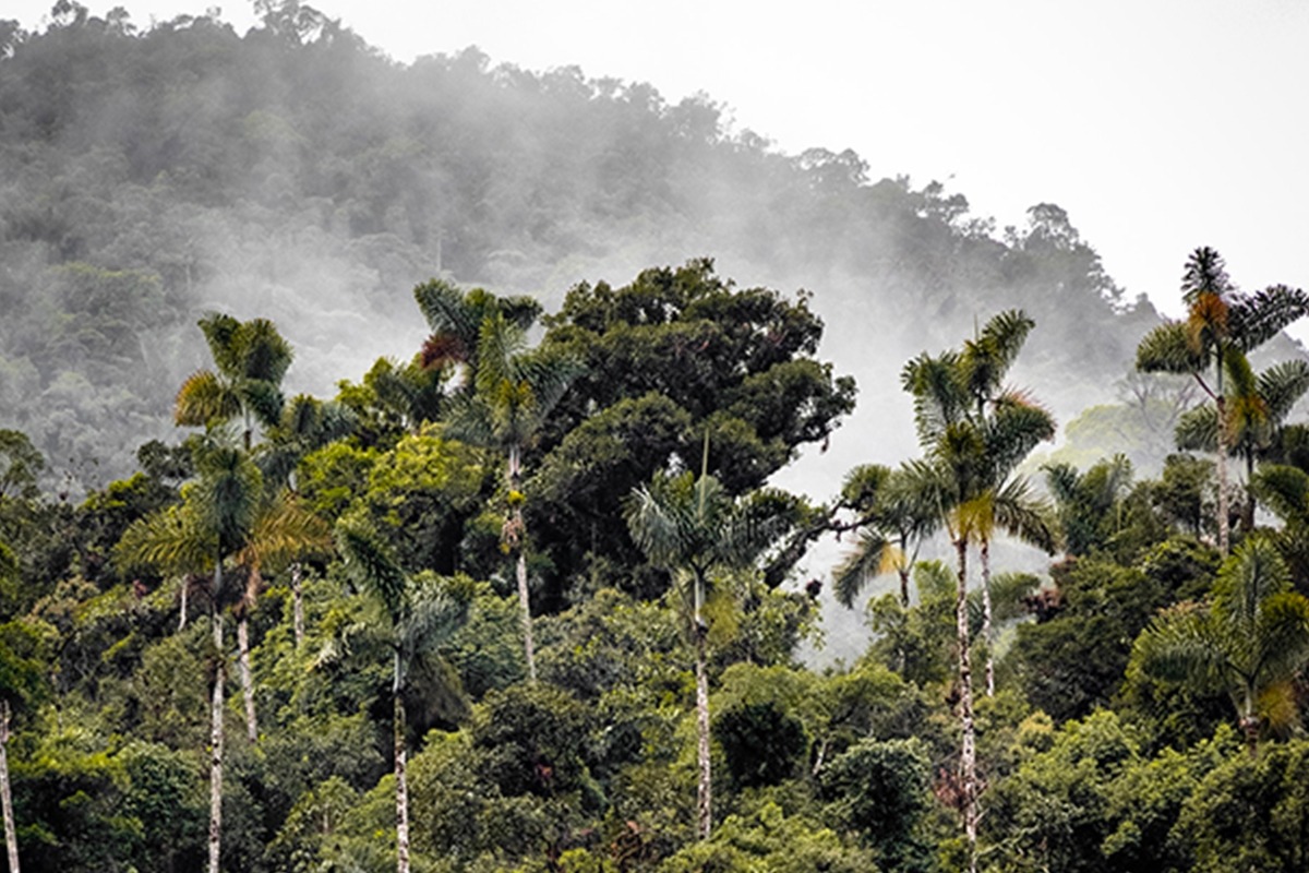 Amazonie : comment survivre dans la jungle ?